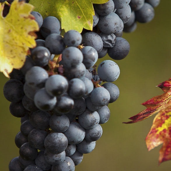 Weingut Bischoff - Trauben rot